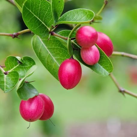 Pink Carissa Carandas Fruit