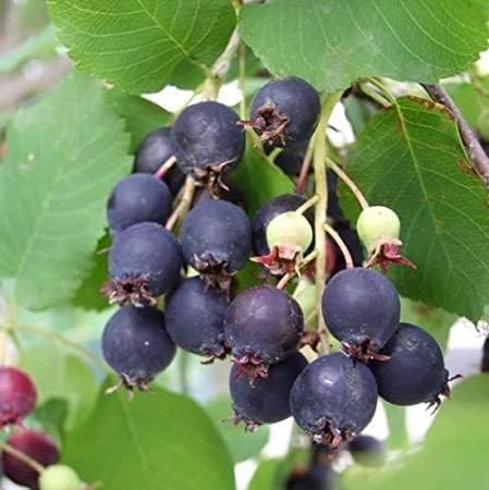 Saskatoon Berry Fruit Seeds for Planting