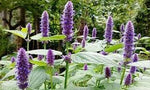 Agastache Rugosa Plant Seeds for Planting - 100 seeds for planting in home garden