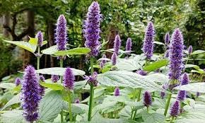 Agastache Rugosa Plant Seeds for Planting - 100 seeds for planting in home garden