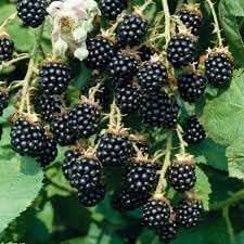 Blackberry fruit seed collection