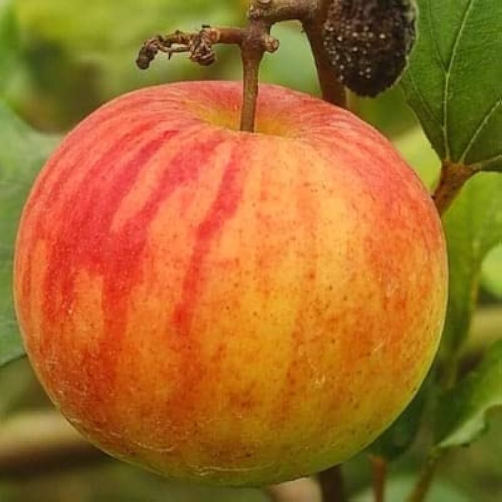 Ball Sundari ber Ziziphus mauritiana seeds for dry edible hedge
