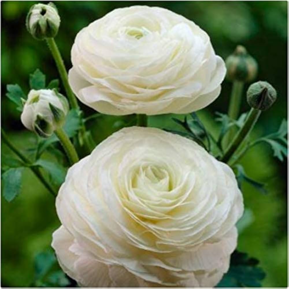 Ranunculus Seeds - White