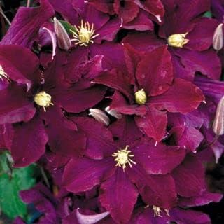 Burgundy Clematis Flower Seeds – Heirloom Non-GMO Seeds for Garden Planting for planting in your garden.