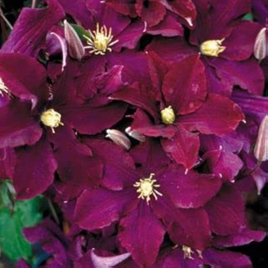 Clematis Clematis Hybrida Maroon Lila Flower Seeds for Planting – Suitable for Vertical Garden and Trellis Decor