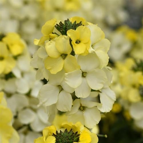 Paleyellow Erysimum Cheiri Flower - Heirloom, Non - Gmo Seeds