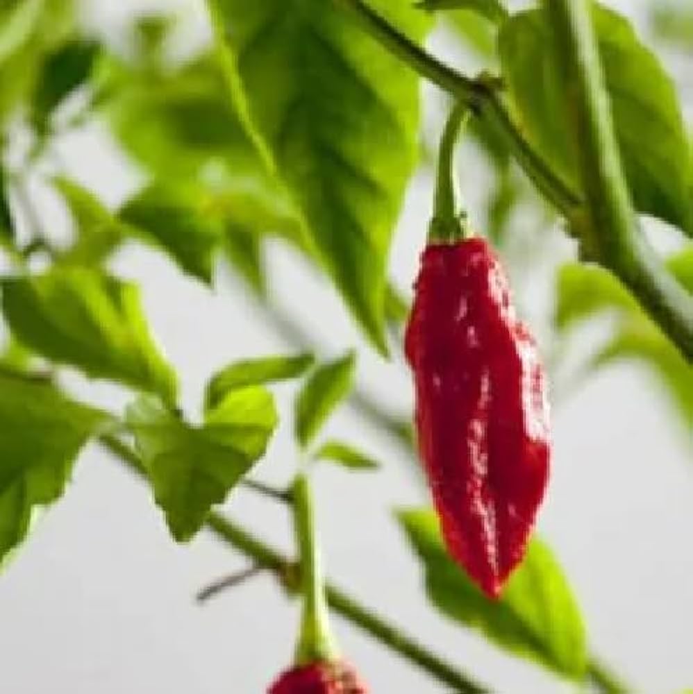 Pepper Capsicum Chinense Bhut Jolokia Vegetable Seeds for Planting – Suitable for Spicy Kitchen Garden and Containers