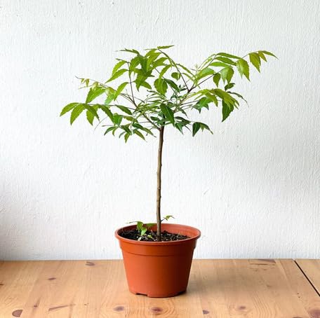 Green Neem - Heirloom, Non - Gmo Seeds