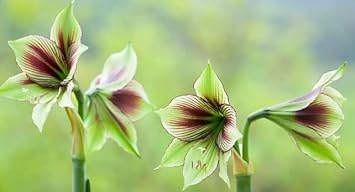 Green Violet Amaryllis Flower Seeds – Heirloom, Non-GMO, for Garden Planting