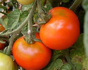 Dark Orange Tomato Seeds for Planting - Heirloom and Non-GMO Garden Seeds