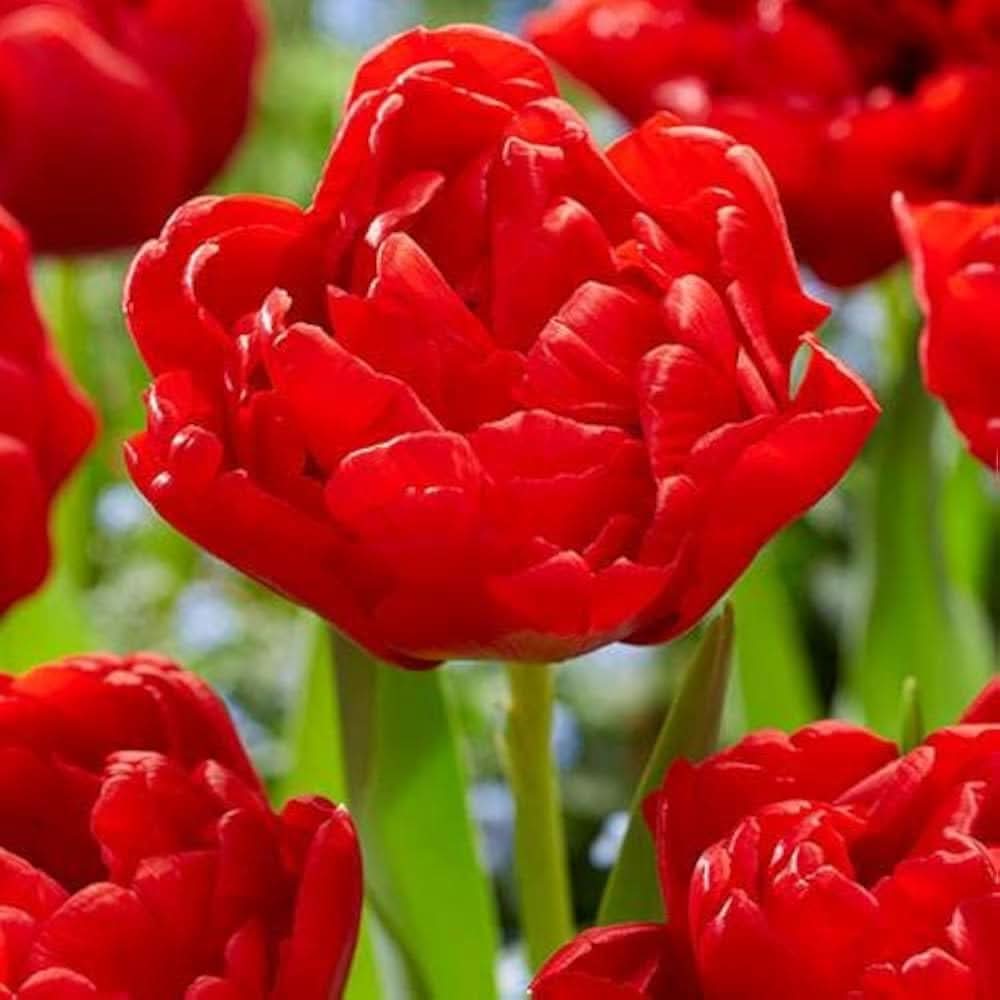 Double Tulip Tulipa gesneriana flower seeds for planting in backyard gardening beds