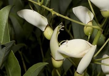 White Erythrina Crista Galli Flower Seeds for Planting - 100 pcs