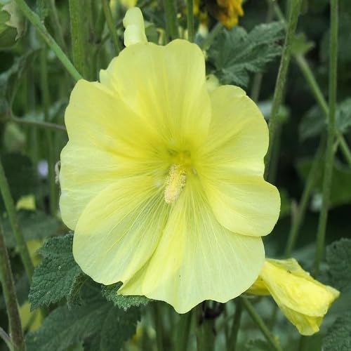 Yellow Hollyhock Flower - Heirloom, Non - Gmo Seeds