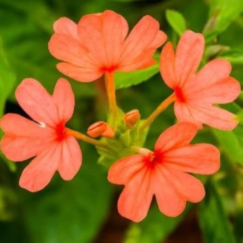 Crossandra Seeds for Planting Crossandra infundibuliformis for shaded flower beds and borders