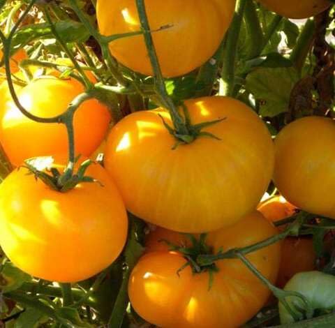 Yellow Tomato - Heirloom, Non - Gmo Seeds
