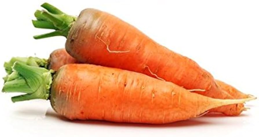 Danvers Half-Long Carrot – Daucus carota – organic heirloom planting