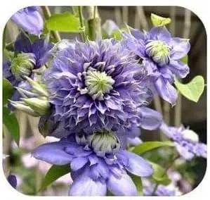 Purple Clematis Seeds for Garden - NON GMO Seeds Dhara Seeds
