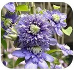 Purple Clematis Seeds for Garden - NON GMO Seeds for planting in home garden