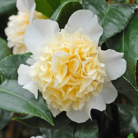 White Yellow Camellia Flower