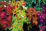 Mix Coleus Canina Plant Seeds for Planting - NON GMO Seeds Dhara Seeds