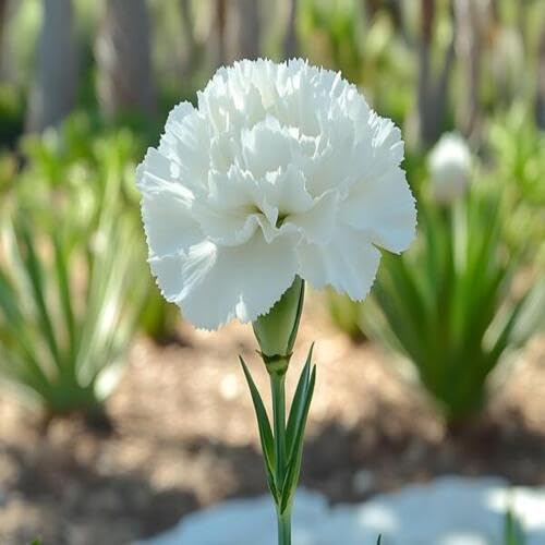 Giant Carnation Flower White - Heirloom, Non - Gmo Seeds