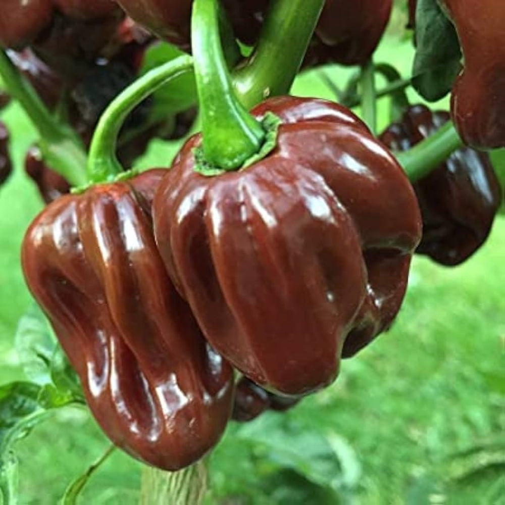 Jamaican Scotch Bonnet Pepper Vegetable Seeds for Planting
