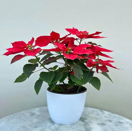Red Poinsettia Flower - Heirloom, Non - Gmo Seeds