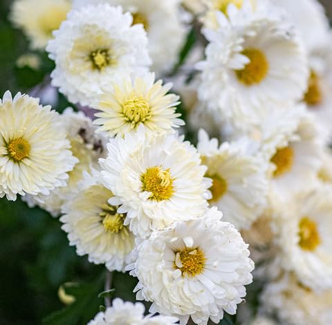 White Chrysanthemum Flower - Heirloom, Non - Gmo Seeds