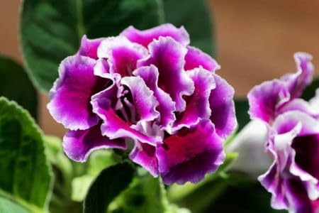 Voilet White Gloxinia Flower - Heirloom, Non - Gmo Seeds