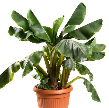 Green Banana