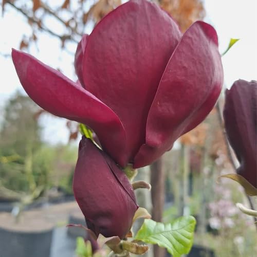 Magnolia Flower Marron - Heirloom, Non - Gmo Seeds
