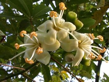 Pentandra Flower Seeds for Planting - 100