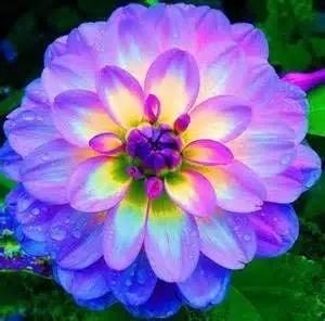 Yellow Blue Dahlia Flower Seeds – Heirloom Non-GMO Seeds for Garden Planting for planting in home garden