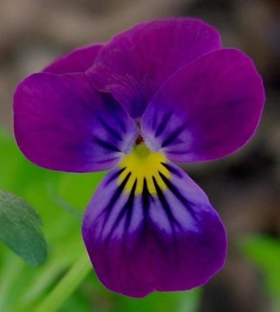 Viola Cornuta Enrico Fiore Viola Semi Perennial Shade Seeds for Beautiful Garden Flowers