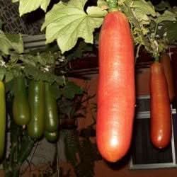 Cassabanana Vegetable Seeds for Planting