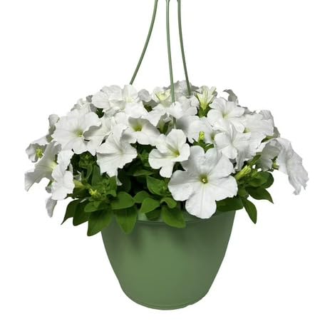 White Hanging Petunia Flower - Heirloom, Non - Gmo Seeds