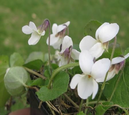 Viola Riviniana Flower - Heirloom, Non - Gmo Seeds