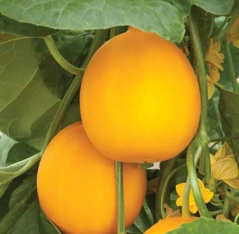 Yellow Cucumber - Heirloom, Non - Gmo Seeds