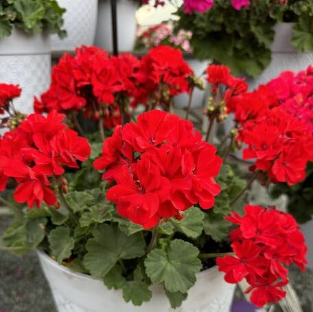 Red Geranium Flower