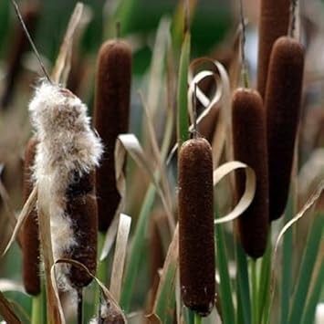 Cattail Heirloom Non Gmo Image