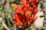 Ocotillo Fouquieria Splendens Plant Seeds for Planting - NON GMO Seeds for planting in home garden