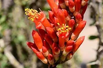 Ocotillo Fouquieria Splendens Plant Seeds for Planting - NON GMO Seeds for planting in home garden