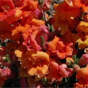 Orange Snapdragon Flower Seeds for Planting - 100 seeds for planting in home garden