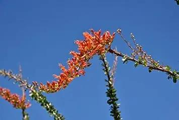 Ocotillo Fouquieria Splendens Plant Seeds for Planting - NON GMO Seeds Dhara Seeds