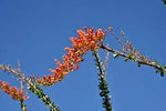 Ocotillo Fouquieria Splendens Plant Seeds for Planting - NON GMO Seeds Dhara Seeds