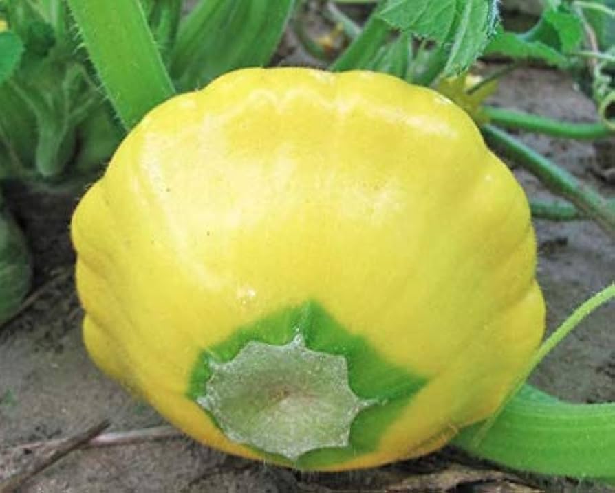 Yellow Scallop Bush Squash Seeds ( , Heirloom, Non-GMO, Pattypan)