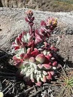 Dudleya Flower Seeds for Planting - NON GMO Seeds Dhara Seeds