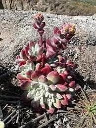Dudleya Flower Seeds for Planting - NON GMO Seeds Dhara Seeds