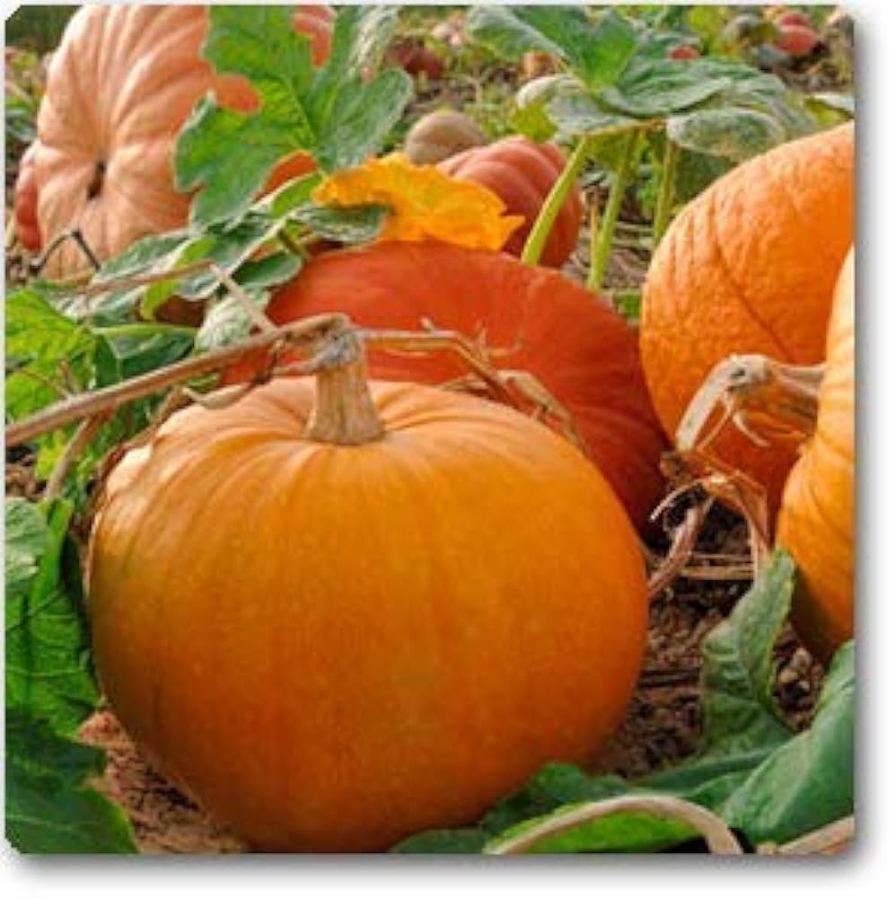 Peanut-Shaped Pumpkin Cucurbita pepo vegetable seeds for kitchen garden planting