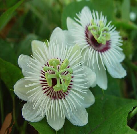 White Passion Flower - Heirloom, Non - Gmo Seeds